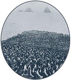 A large colony of guanay cormorants on South Chincha Island of Peru in 1907