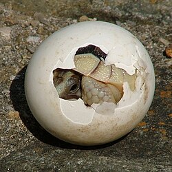 Reptiles have amniotic eggs with hard or leathery shells, requiring internal fertilization when mating.