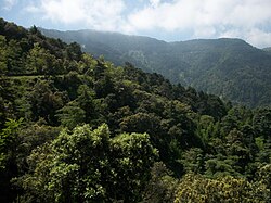 Mixed forest (Atlas cedar, oaks, ash trees) in the Blidean Atlas (a part of the Tell Atlas), South of Algiers.