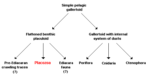 The Placozoa descending side by side with the sponges, cnidarians and ctenophores from a gallertoid by processes of differentiation