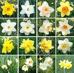 Range of Narcissus cultivars