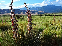 Narrowleaf yucca (Yucca angustissima) blooming in Great Sand Dunes National Park and Preserve