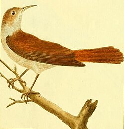 Rufous hornero drawn by François-Nicolas Martinet sometime before 1780 for the book Histoire Naturelle