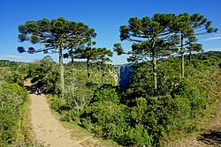 Araucaria forest