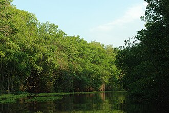 Mangroves in the Sinamaica Lagoon