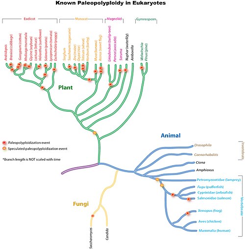 This phylogenetic tree shows the relationship between the best-documented instances of paleopolyploidy in eukaryotes.