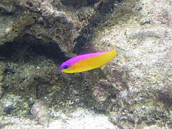 The purple-striped dottyback, Pseudochromis diadema, generates its violet stripe with an unusual type of chromatophore.