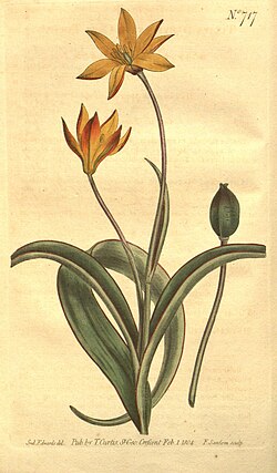 Tulipa sylvestris subsp. australis[a] with seedpod by Sydenham Edwards (1804)[39]