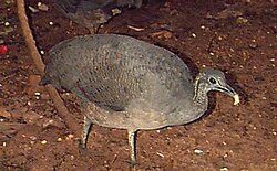 The solitary tinamou is listed under CITES