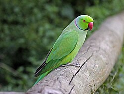 A rose-ringed parakeet (Psittacula krameri).