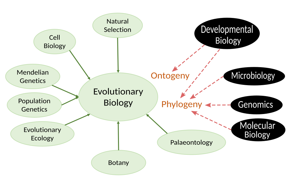 Inputs to the modern synthesis, with other topics (inverted colours) such as developmental biology that were not joined with evolutionary biology until the turn of the 21st century[103]
