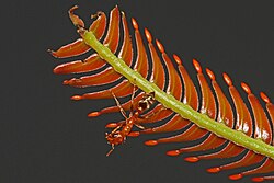 Pseudomyrmex ant on bull thorn acacia (Vachellia cornigera) with Beltian bodies that provide the ants with protein[25]