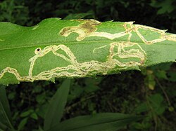 Mines of Phytomyza sp. on leaf of Solidago.