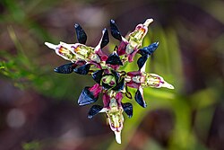 Disa atricapilla