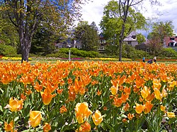 Crown-shaped orange Liberation75-tulips, to commemorate the 75th Anniversary of the Liberation of the Netherlands. As part of the Liberation75 commemoration event, 1.1 million orange crown-shaped Liberation75 tulips (formerly known as the Orange Emperor variety), in addition to deep red Canadian Liberator tulips, were sent from growers in the Netherlands and planted across Canada to honour the 1.1 million Canadians, who served during World War II.[69][70]