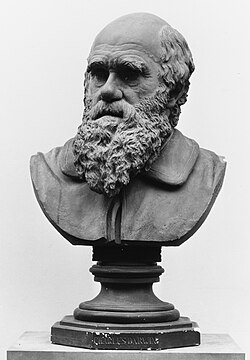 A bust of Darwin by Joseph Echteler