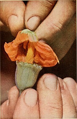 Hand-pollination of two gourd blossoms
