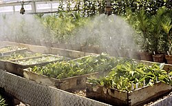 Softwood cuttings of elm (Ulmus) are kept under a water mist to prevent them from drying out while they form roots.