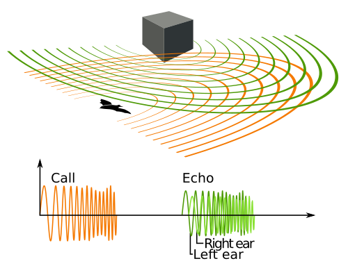 A diagram of ultrasonic signals emitted by a bat, and the echo from a nearby object