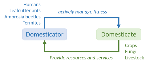 Diagram of domestication as a process where one species, not only humans, actively manages another to obtain resources or services, as defined by Michael D. Purugganan[17]