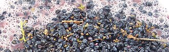 During the maceration period, color, flavor and tannins are extracted from the skins. The addition of stems and seeds will increase the tannic content of the wine.