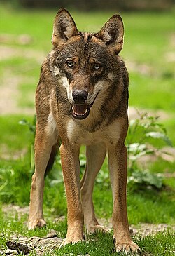 The Italian wolf, the national animal of Italy