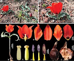 Tulipa alberti in Kazakhstan