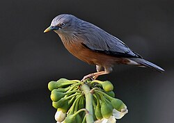 The chestnut-tailed starling is a partial migrant over much of the east of its range, but its movements are poorly understood.