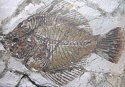 Fossil of the Eocene pleuronectiform †Amphistium paradoxum