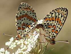Butterflies mating