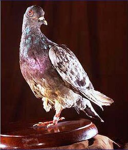 Taxidermied Cher Ami, a war pigeon, in the Smithsonian Institution