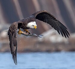 In flight with freshly caught fish