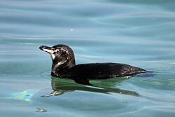 The Galapagos penguin is endemic to the Galápagos Islands.