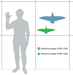 Relative size of two I. dispar specimens: YPM 1742, blue, and YPM 1450, green, compared with a human. Both specimens were adult, but YPM 1450 is approximately one million years older.