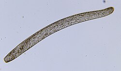 The ciliate Spirostomum ambiguum can attain 3 mm in length