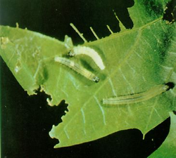 Caterpillars of the North American oak leafroller, Archips semiferanus, can defoliate oak forests.