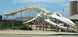 A skeleton of the blue whale, the largest animal, extant or extinct, ever discovered. Mounted outside the Long Marine Laboratory at the University of California, Santa Cruz. The largest blue whale ever reliably recorded measured 98ft (30m) long.