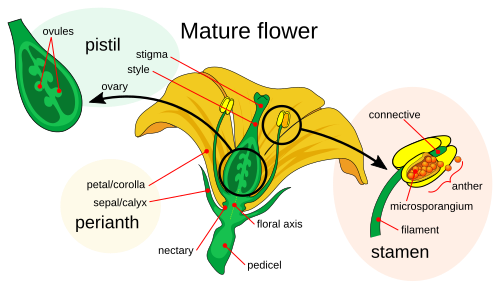 In a mature flower, the perianth consists of a calyx (sepals) and the corolla (petals) it supports.