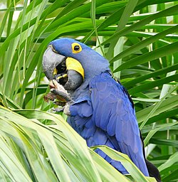 Hyacinth macaw cracking a palm nut