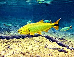 Two large characins of the Paraguay River; golden dorado (foreground) and four Brycon hilarii (background); near Bonito, Brazil