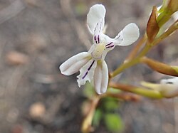 Disa sagittalis