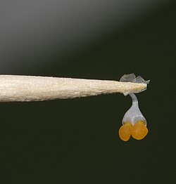 Phalaenopsis pollinia (orange) attached to a toothpick with its sticky viscidium