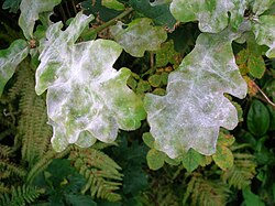 Oak powdery mildew on pedunculate oak, caused by Erysiphe alphitoides