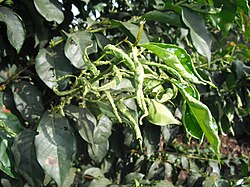 Coffee tree leaves rolled up by Hoplandrothrips (Phlaeothripidae) damage
