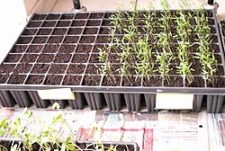 A seed pot used in horticulture for sowing and taking plant cuttings and growing plugs