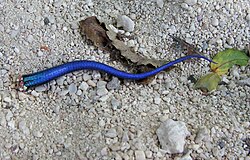 Lizard tail autotomy can distract predators, continuing to writhe while the lizard makes its escape.