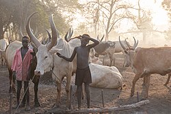 Cattle camp of the Mundari people in Central Equatoria