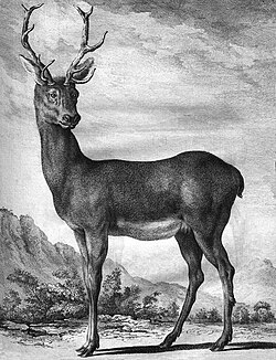 Stag from Quadrupèdes