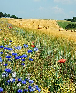 Summer field in Belgium (Hamois). The blue flowers are Centaurea cyanus and the red are Papaver rhoeas.