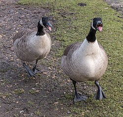 Due to their aggressive behaviour towards humans and other animals, their habit of begging for food, damaging grasslands and crops through grazing and their excrement, and the threat large flocks pose to aircraft, Canada geese, Branta canadensis, are sometimes considered to be pests.[13]